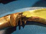 Vintage small Alloy Hilt Gurkha Kukri  - 5