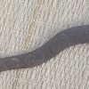 Vintage Keris Kris Dagger from Java - Image 7