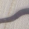 (VJK0009) Vintage Javanese Keris /kris dagger - Image 17